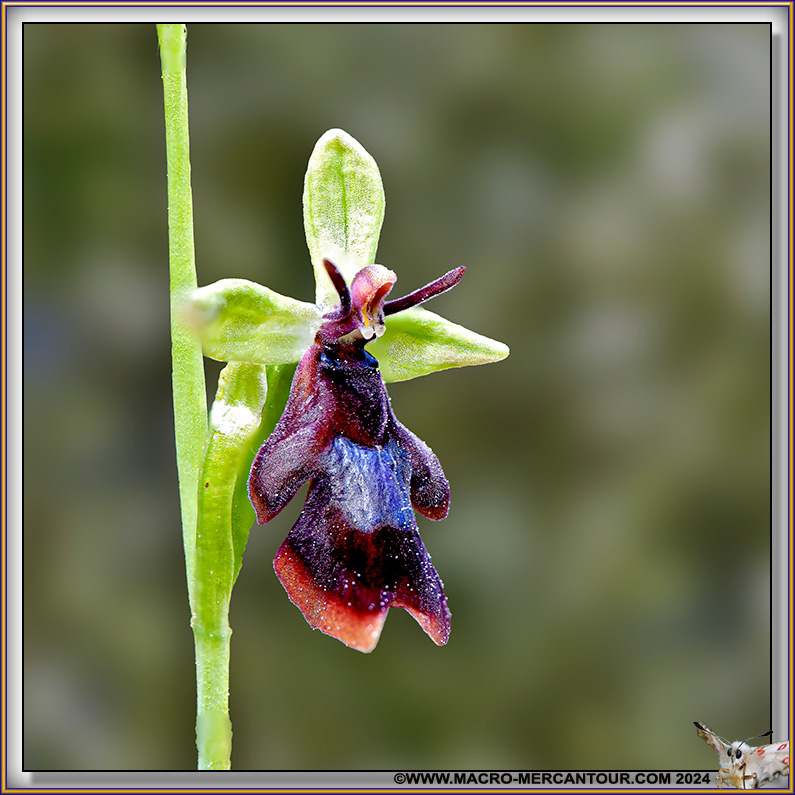 Ophrys Mouche